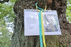 Picknick-i-Hagaparken-20237